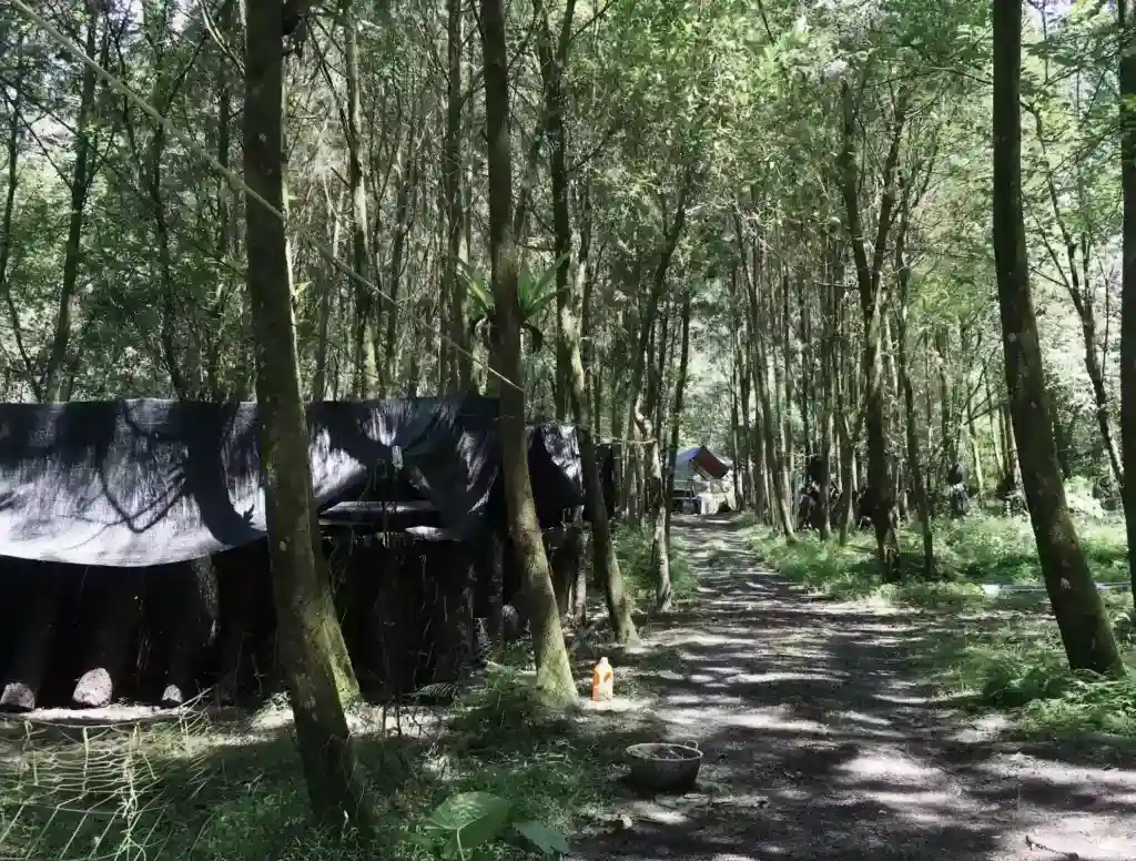 馬告有機農場8：勝美合作小農產地實況